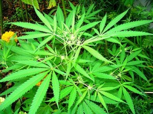 Hampaprotein utvinns ur hampaväxten.