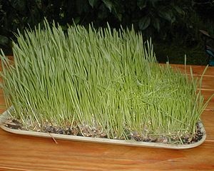 Råvaran till vetegräspulver