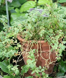 Ashwagandha växten vars extrakt från roten är intressant som tillskott