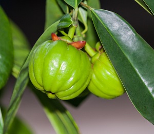 Garcinia cambogia frukten
